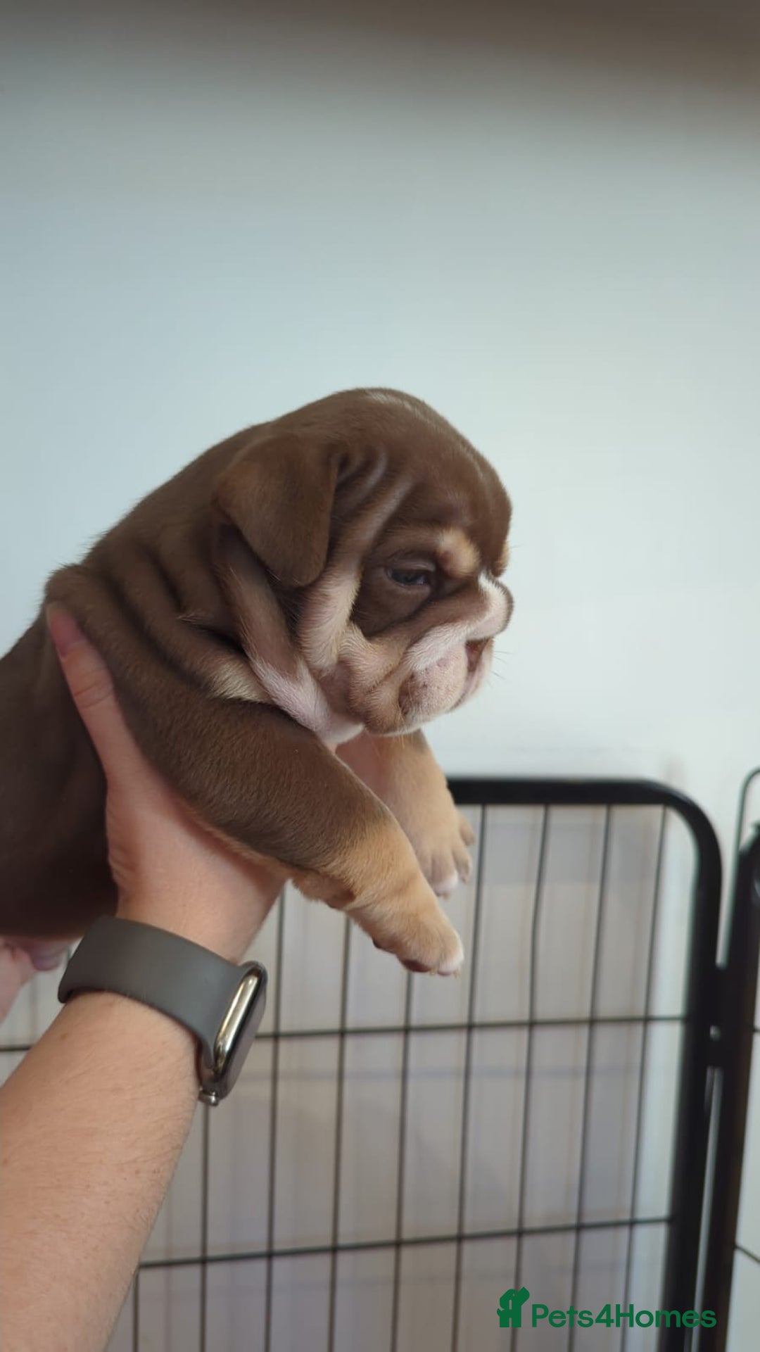 English Bulldog dogs for sale: Chunky English Bulldog Puppies  - Image 3