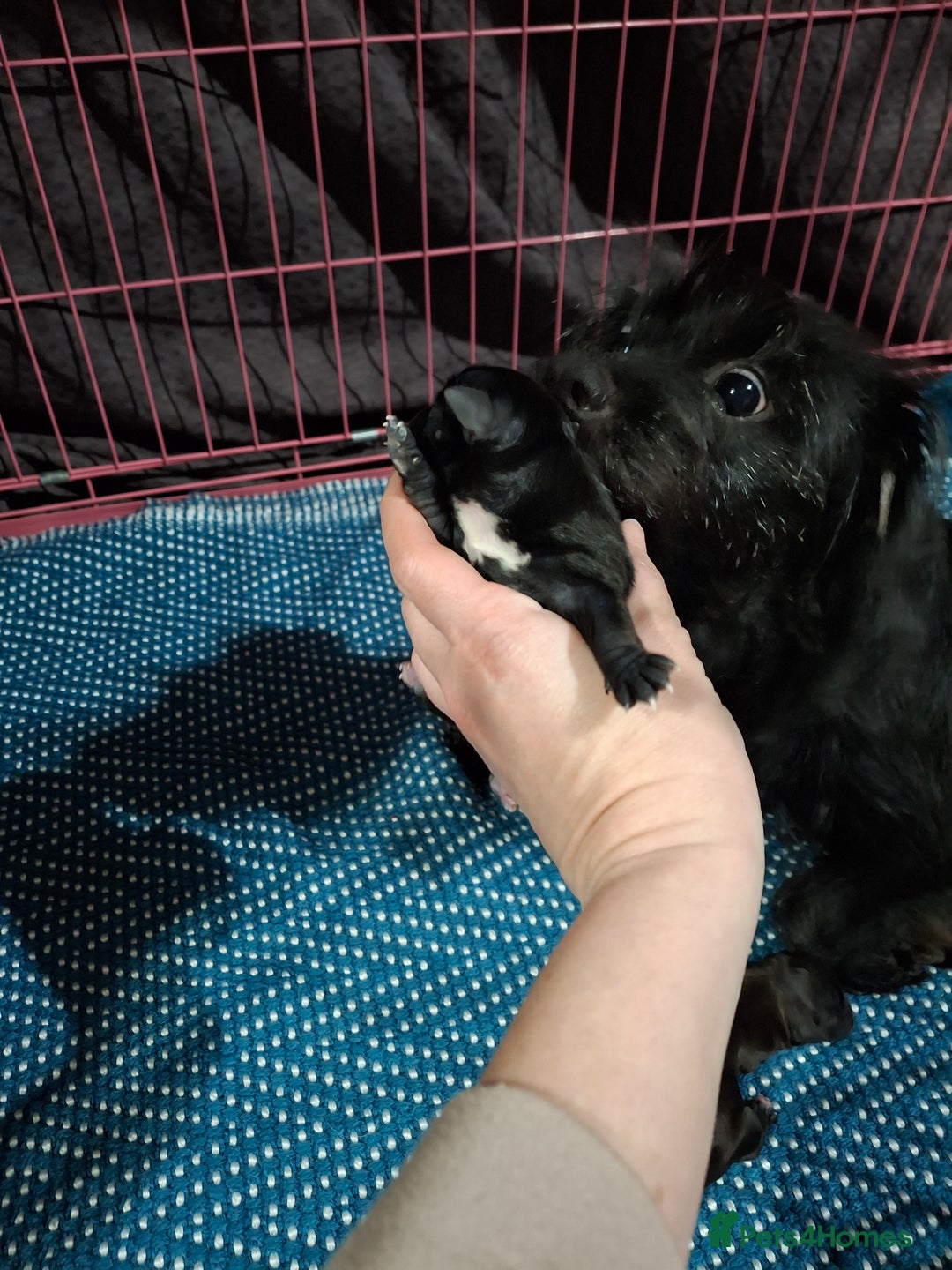 Patterjack dogs for sale: Patterdale/Jack Russell pups for sale 2 boys left - Advert 4