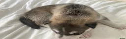 Siberian Husky dogs for sale: Stunning Siberian Huskies  in Sheffield - Advert 36