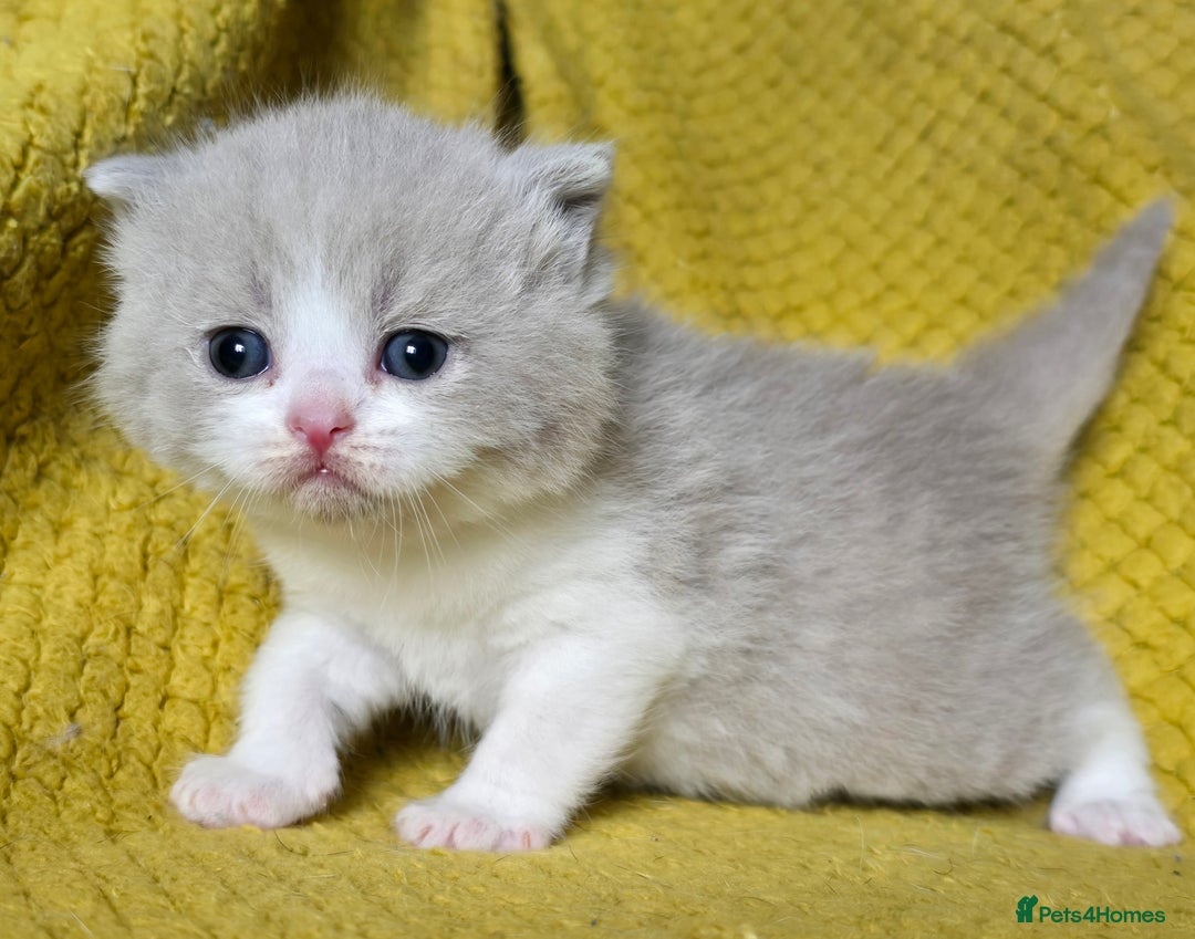 British Shorthair cats for sale: 1 BOY LEFT TICA reg BSH and BLH kittens - Advert 24