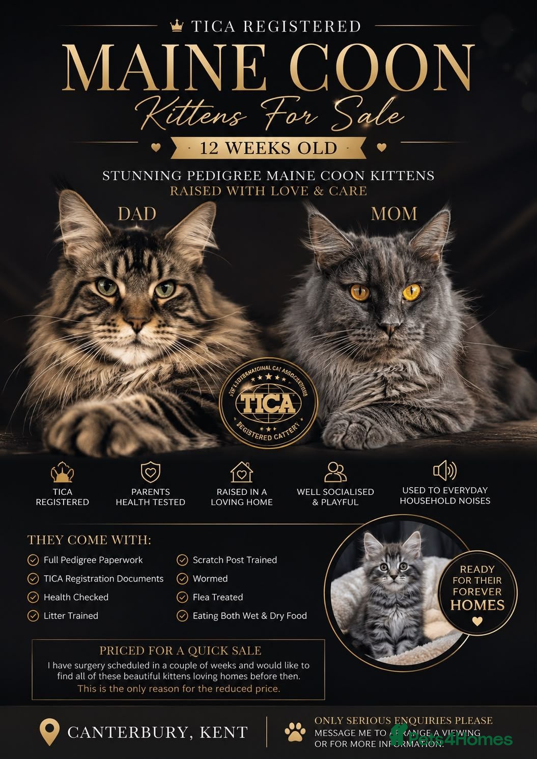 Maine Coon cats Beautiful Pedigree Kittens 😻 - Advert 1