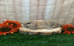 Mini Lop rabbits for sale: Gorgeous mini lops - orange litter - Image 1