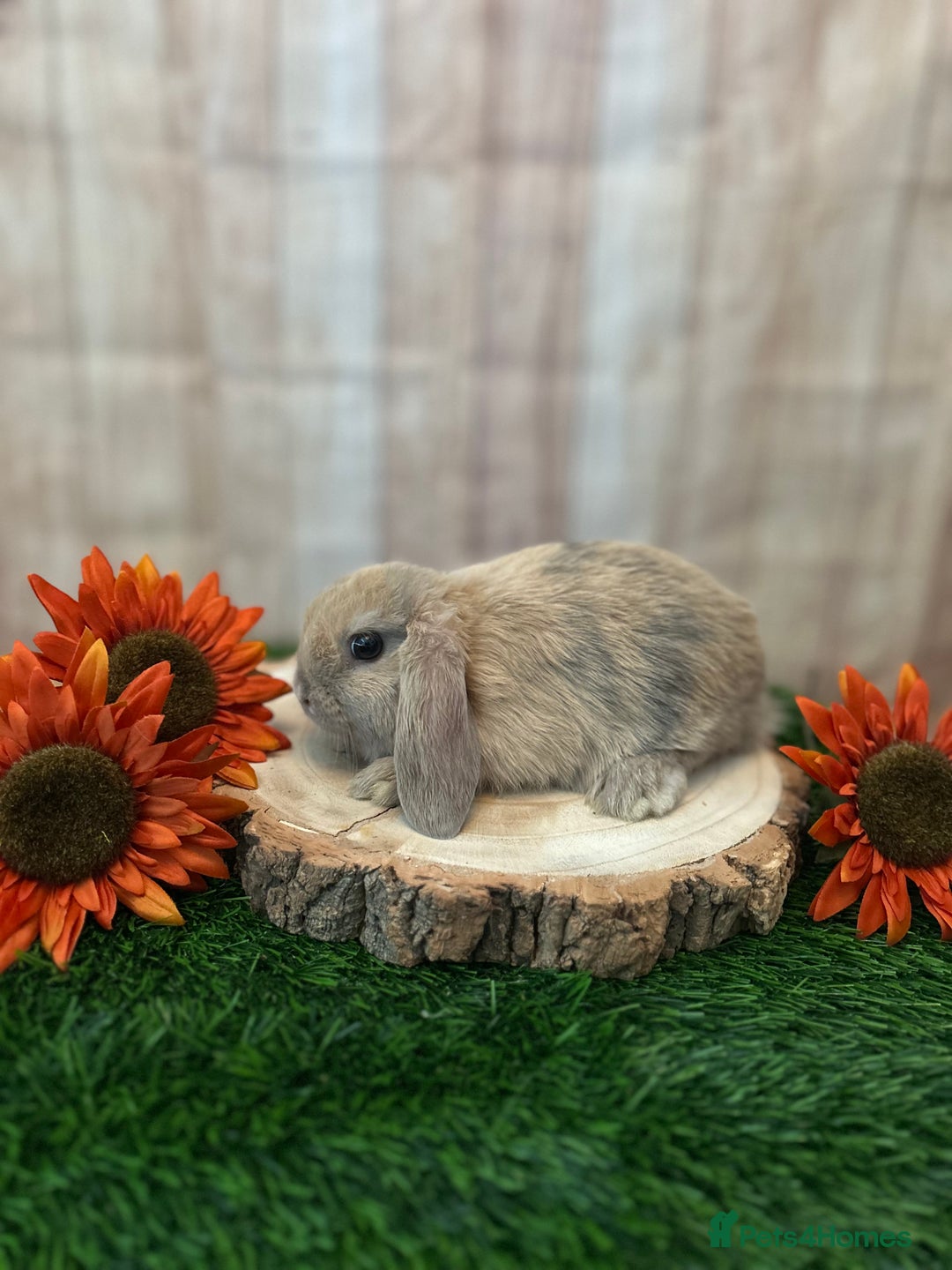 Mini Lop rabbits for sale: Gorgeous mini lops - orange litter - Image 1