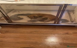 Miniature Dachshund dogs for sale: Quality KC Minature Longhaired Dachshund for sale  - Image 2