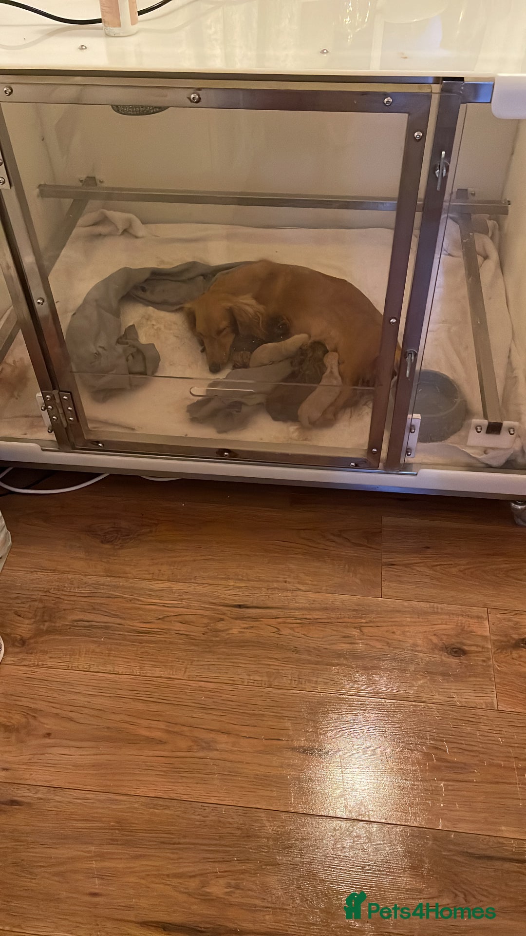Miniature Dachshund dogs for sale: Quality KC Minature Longhaired Dachshund for sale  - Image 2