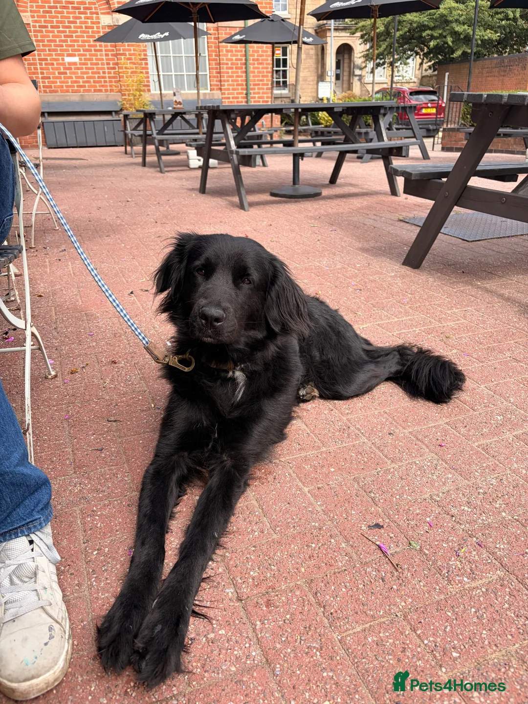 Mixed Breed dogs for sale: Skye ✨ Retriever mix - Advert 1