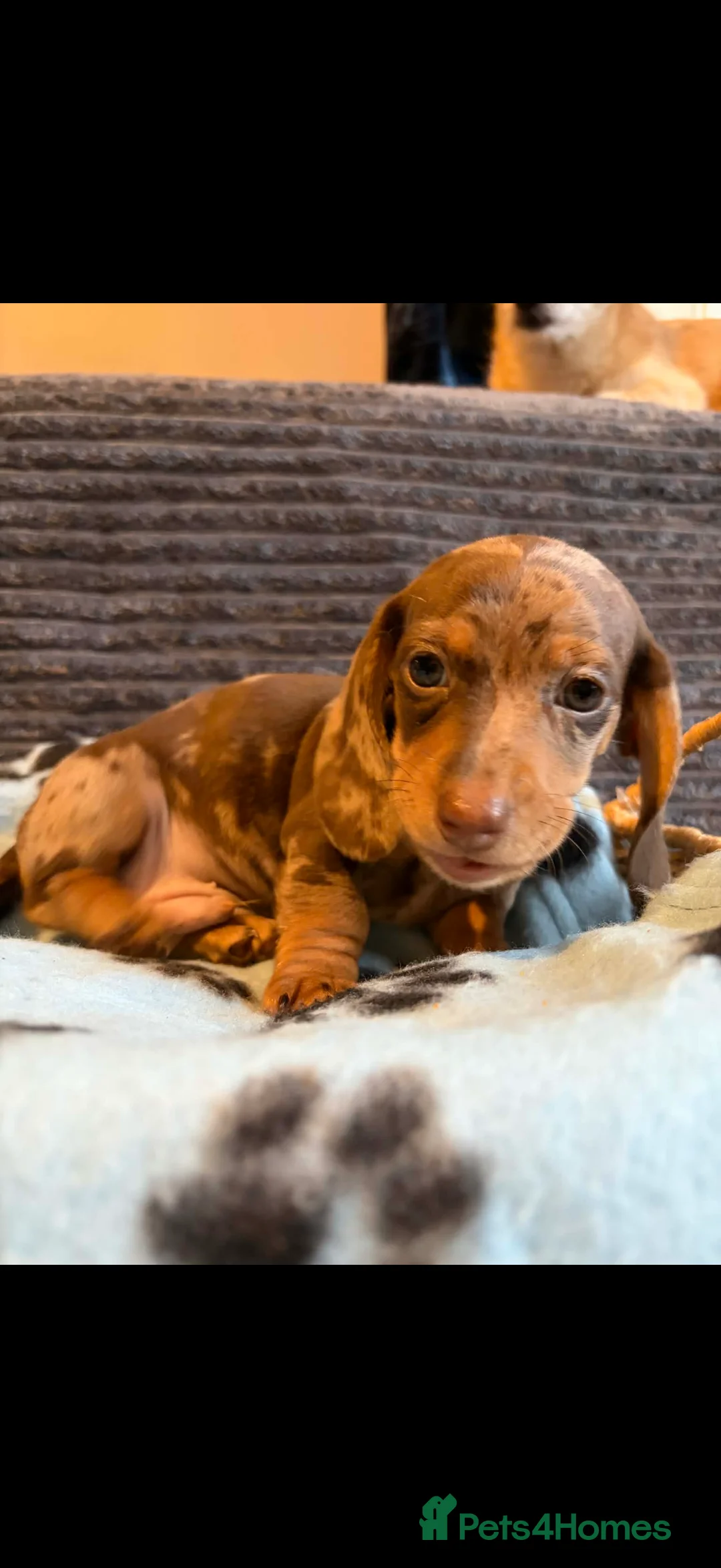 Miniature Dachshund dogs for sale: KC registered Miniature Dachshund puppies  - Advert 12