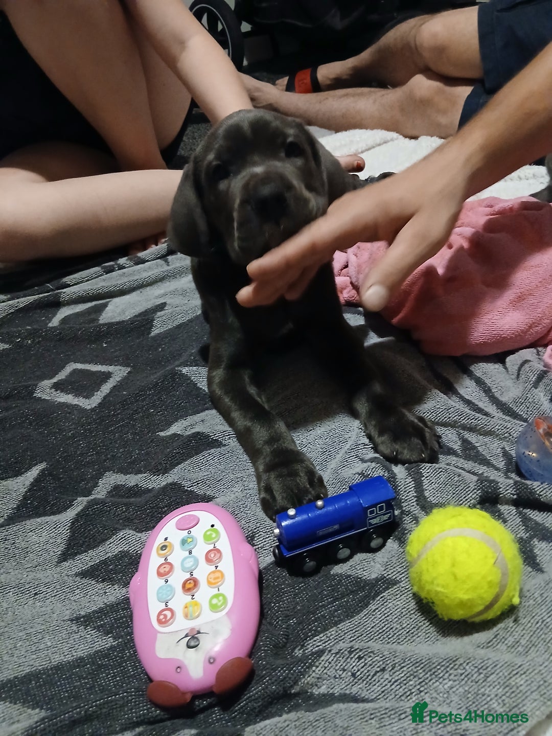 Cane Corso dogs for sale: 1 boy 2 girls remaining  - Image 14