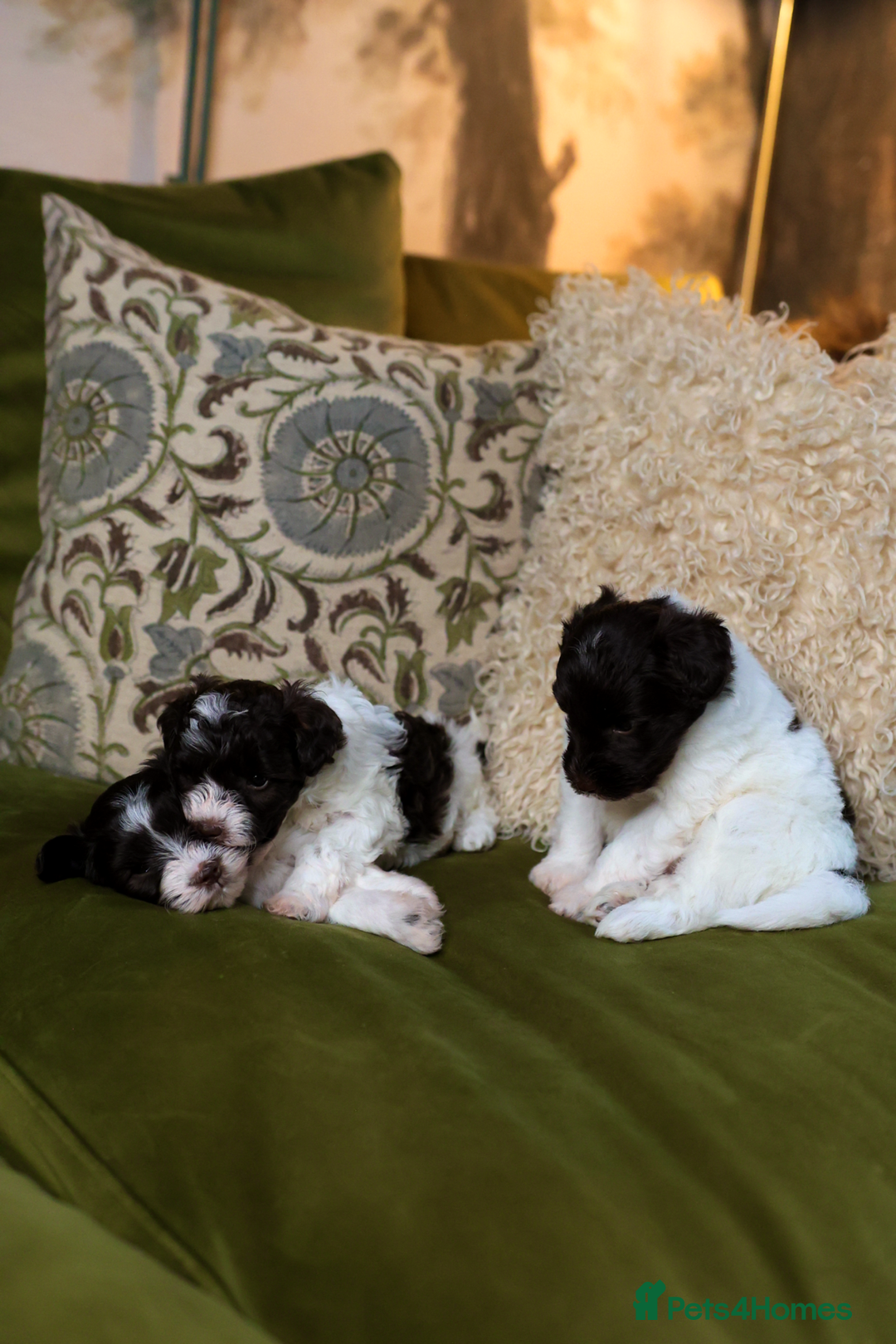 Mixed Breed dogs for sale: Adorable Schnoodle puppies  - Image 11