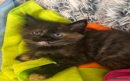 Ragdoll cats for sale: Calico Ragdolls - Image 14