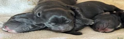 Cockerdor dogs for sale: 🐾 Gorgeous Cockerdor Puppies 🐾 - Advert 25