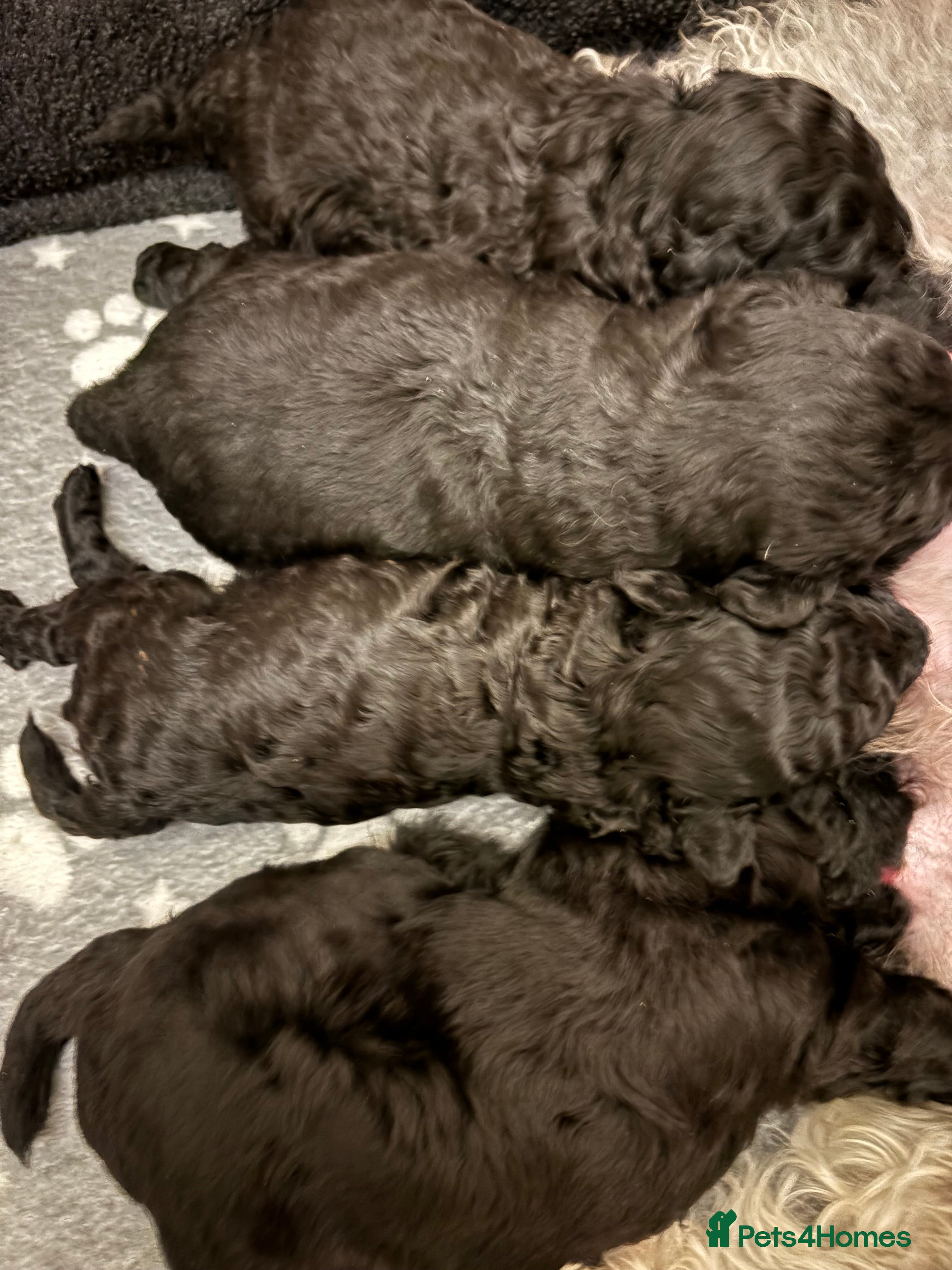 Jackapoo dogs F1b Miniature Poodle × Jackapoo (¾ Poodle) Puppies - Advert 9