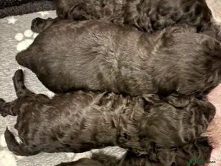 Jackapoo dogs F1b Miniature Poodle × Jackapoo (¾ Poodle) Puppies - Advert 9