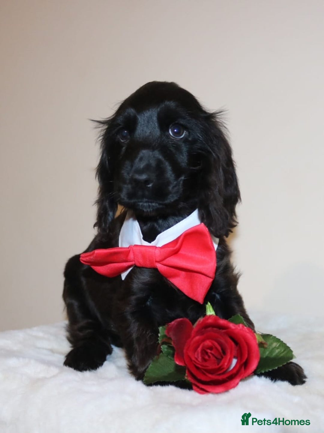 Cocker Spaniel dogs for sale: Gorgeous show cocker spaniel puppies for sale  - Image 21
