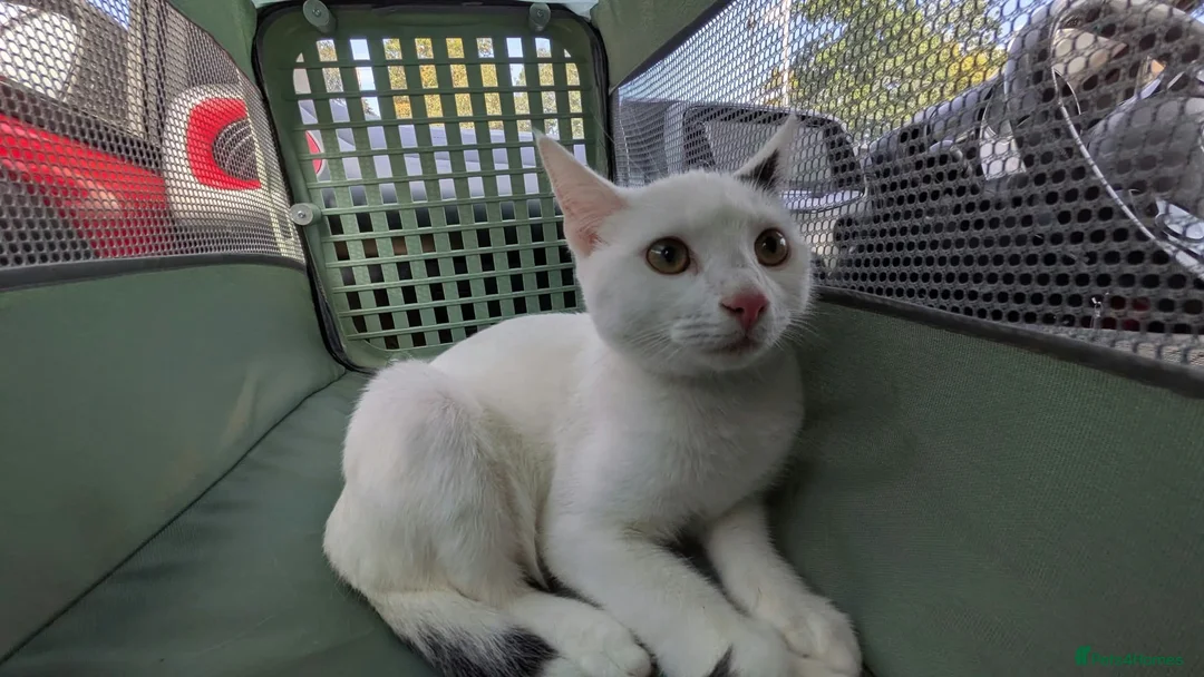 Mixed Breed cats for sale: 9 week old kitten - Advert 1