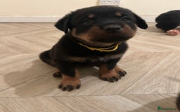 Rottweiler dogs for sale: Beautiful Rottweiler pups  - Image 40