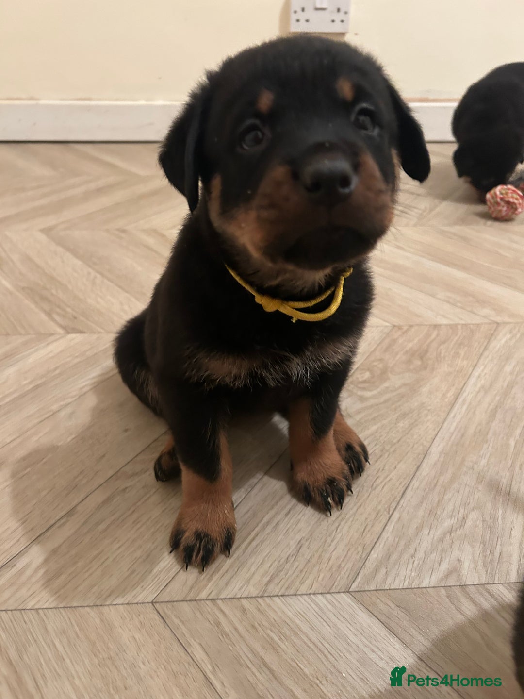 Rottweiler dogs for sale: Beautiful Rottweiler pups  - Image 40