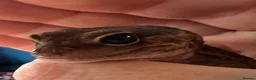 Gecko reptiles for sale: Oreo  female african fat tail - Advert 8