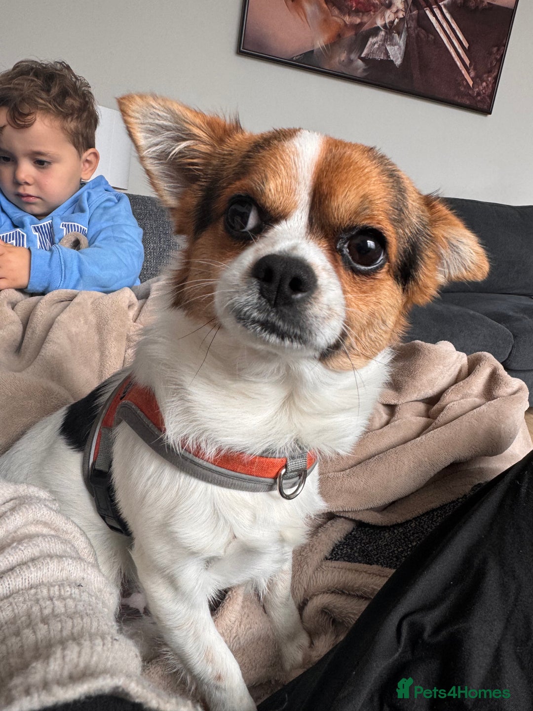Mixed Breed dogs for sale: Jack 1 year old mixed breed small dog - Advert 2