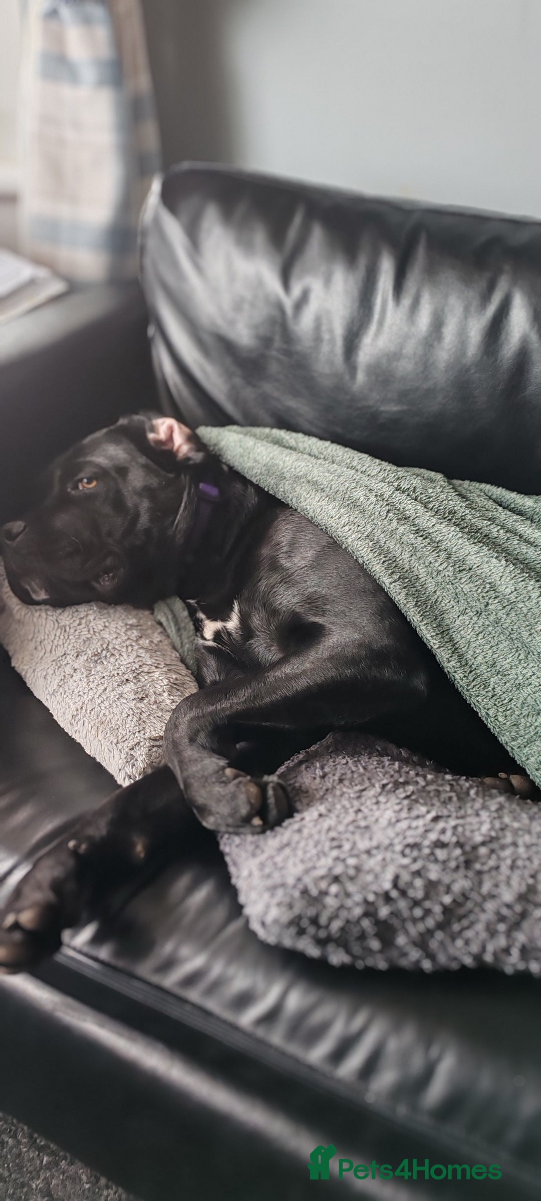 Cane Corso dogs for sale: Cane Corso  - Advert 19