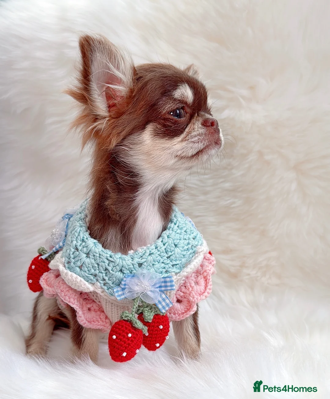 Chihuahua dogs for sale: Beautiful chocolate girl - Advert 2