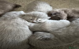 British Shorthair cats for sale: British shorthair kittens  - Image 3