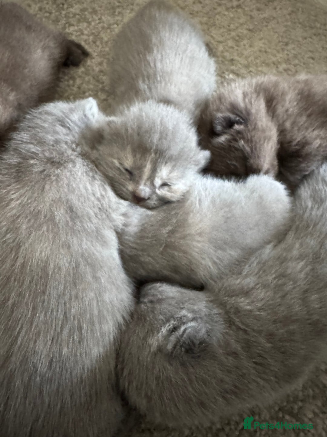 British Shorthair cats for sale: British shorthair kittens  - Image 3
