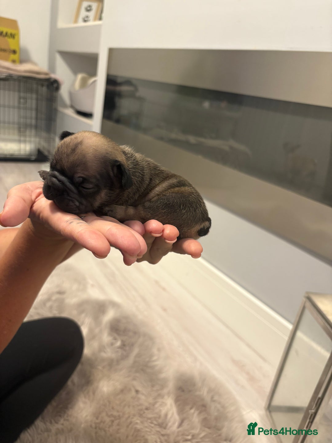 French Bulldog dogs for sale: 4 beautiful ** frenchies  - Image 11