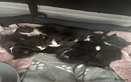 Mixed Breed cats for sale: 6 kittens for sale  - Image 8