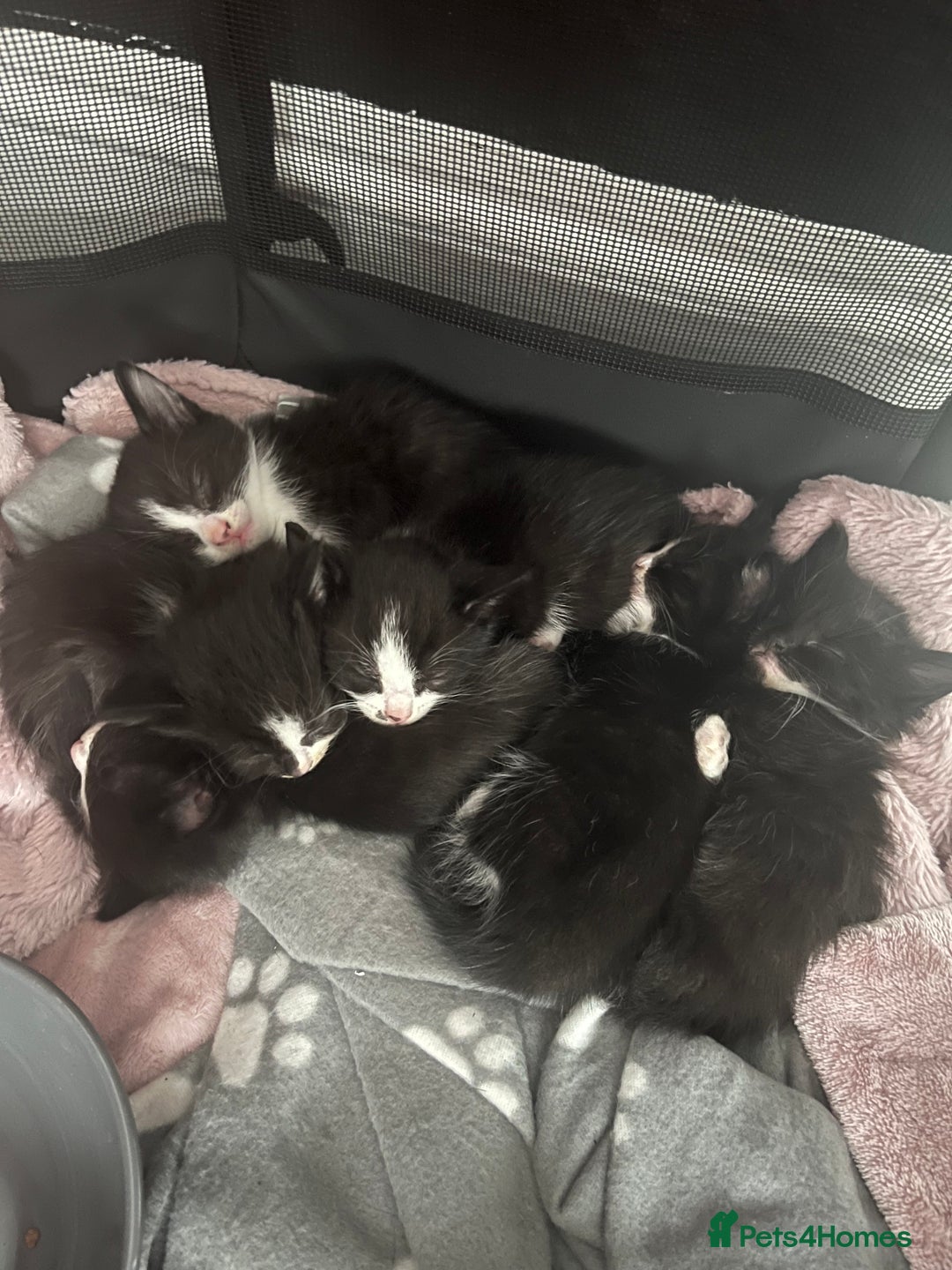Mixed Breed cats for sale: 6 kittens for sale  - Image 8