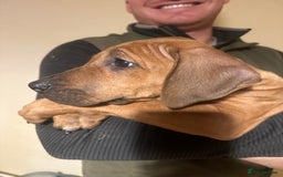 Rhodesian Ridgeback dogs for sale: Stunning Rhodisian Ridgeback Girls - Image 4