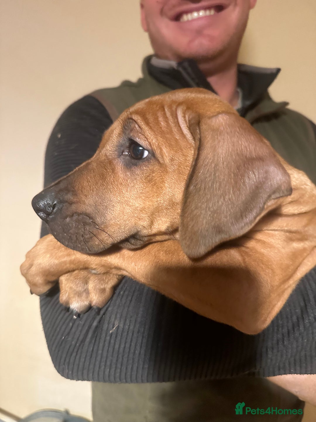 Rhodesian Ridgeback dogs for sale: Stunning Rhodisian Ridgeback Girls - Image 4