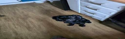 Cockerdor dogs for sale: Cooper in Colchester - Advert 3