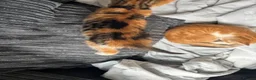 Mixed Breed cats for sale: 🐱 Six Kittens Looking for Loving Homes! 🐾 - Advert 7