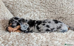 Miniature Dachshund dogs for sale: Beautiful Mini Daschounds Babies For Sale - Image 6