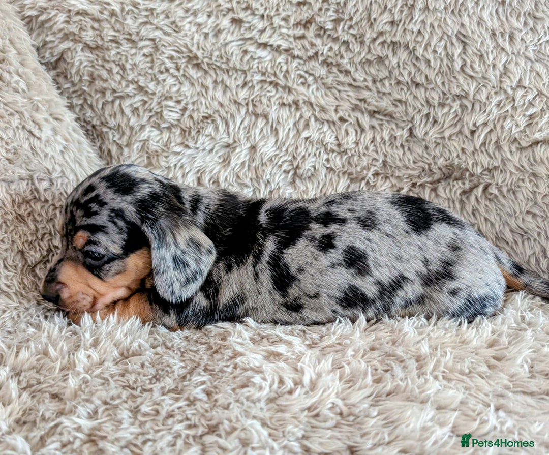 Miniature Dachshund dogs for sale: Beautiful Mini Daschounds Babies For Sale - Image 6