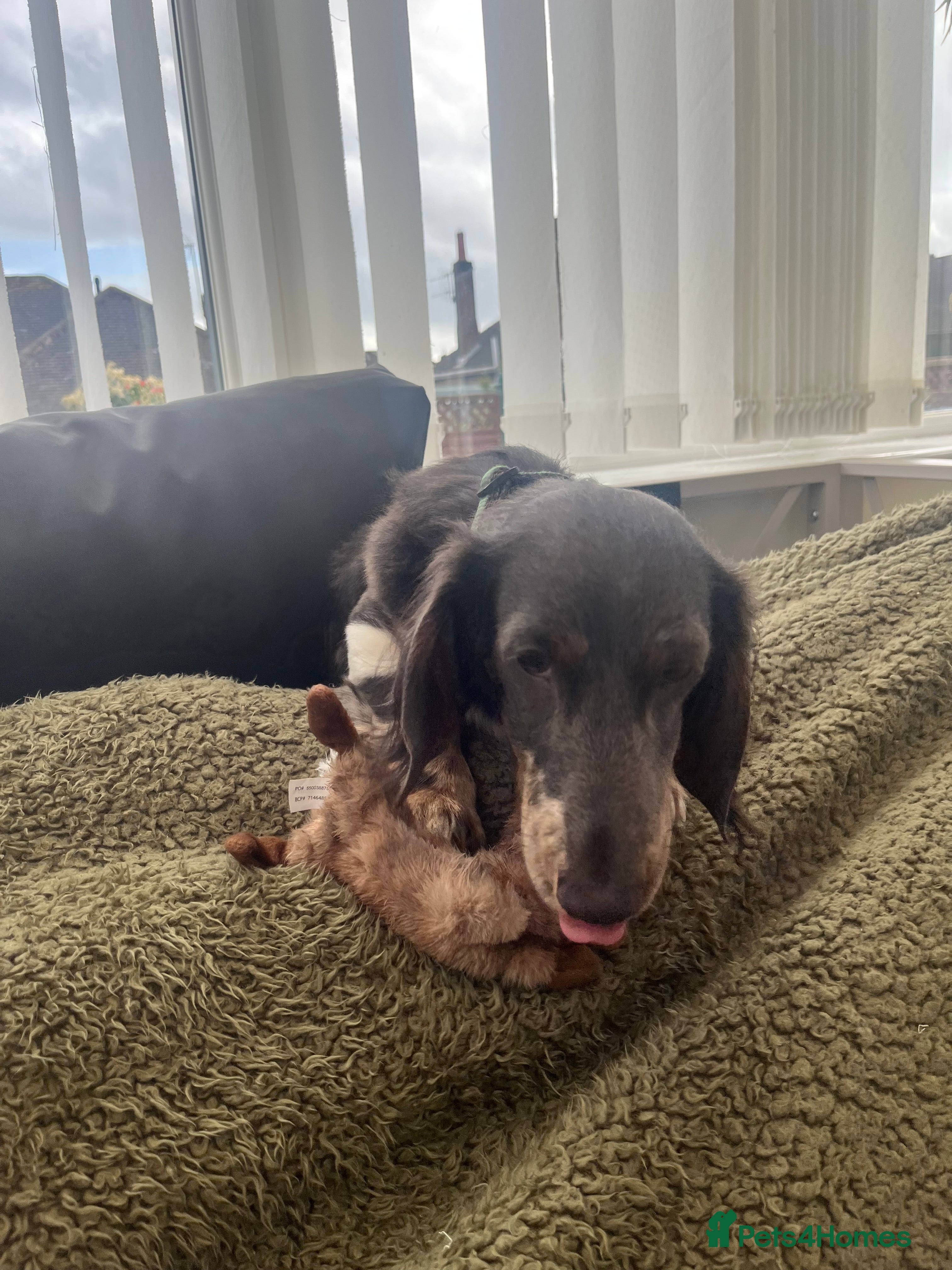 Dachshund Puppy 1