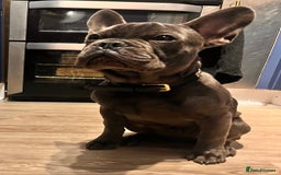 French Bulldog dogs for sale: Grey frenchie - Image 2