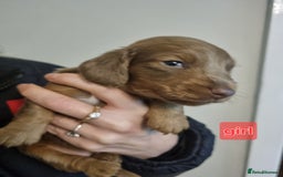 Miniature Dachshund dogs for sale:   Long haired  dachshunds puppies  top quality  - Image 12
