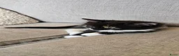 Mixed Breed cats for sale: 10 adorable kittens - Advert 14