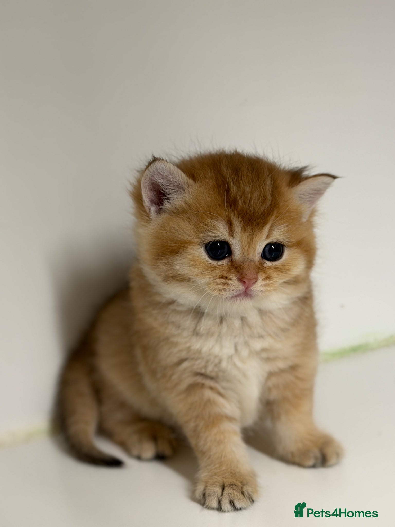 British Shorthair cats for sale: Full Pedigree, Registered BSH from fantastic lines - Advert 7