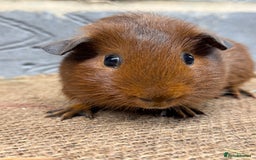 Guinea Pig rodents for sale: Young male guinea pigs only for sale  - Advert 4
