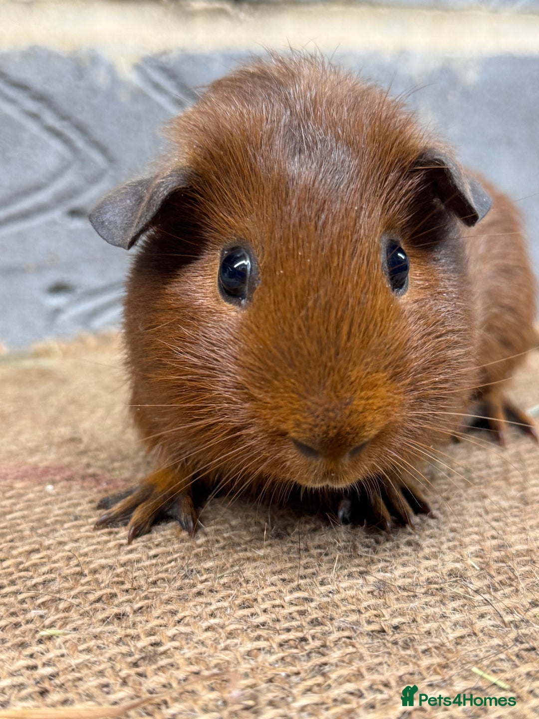 Guinea Pig rodents for sale: Young male guinea pigs only for sale  - Advert 4