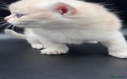 British Shorthair cats for sale: BSH GCCF GOLDEN AND BLUE KITTENS  - Image 22
