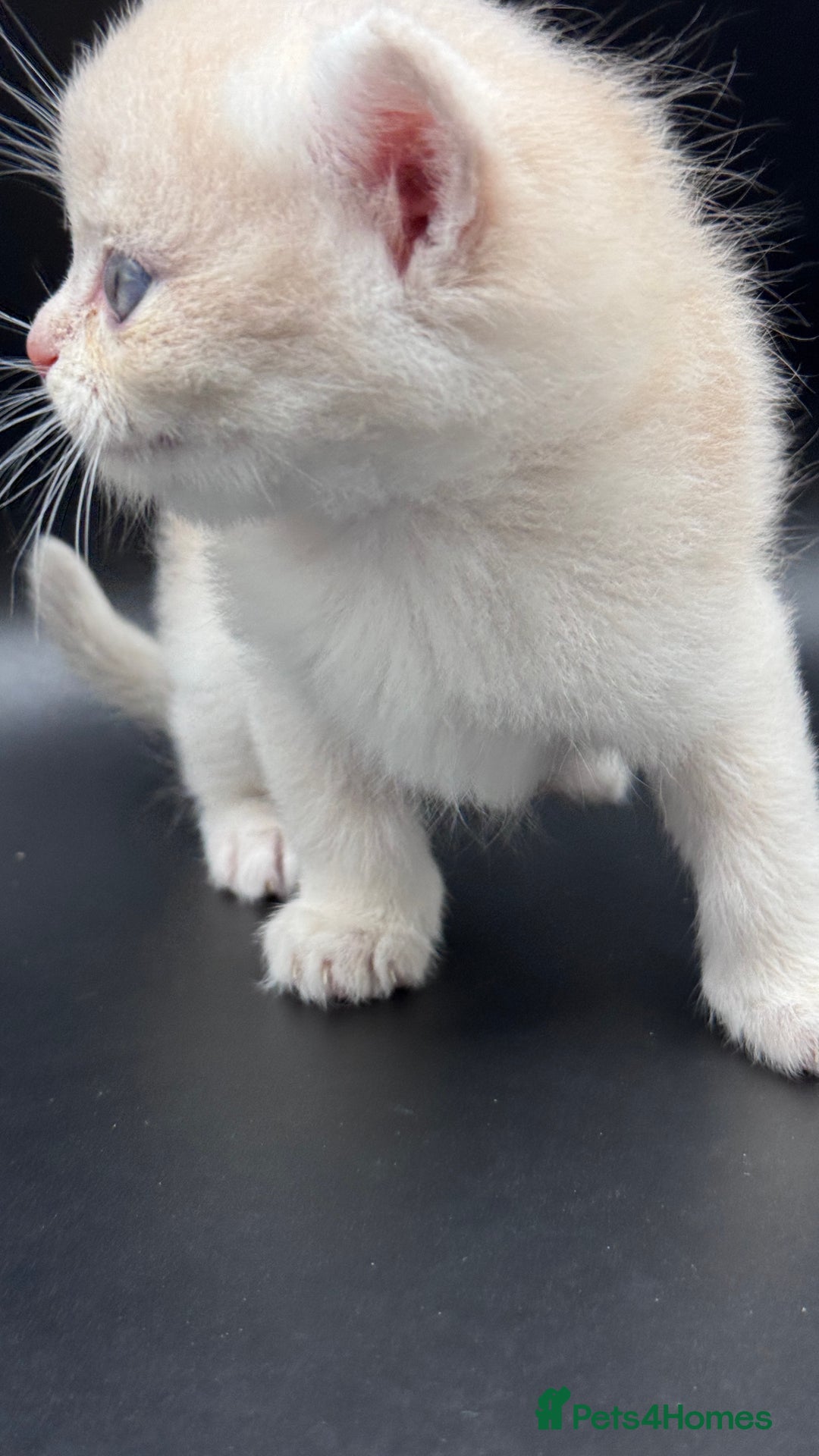 British Shorthair cats for sale: BSH GCCF GOLDEN AND BLUE KITTENS  - Image 22