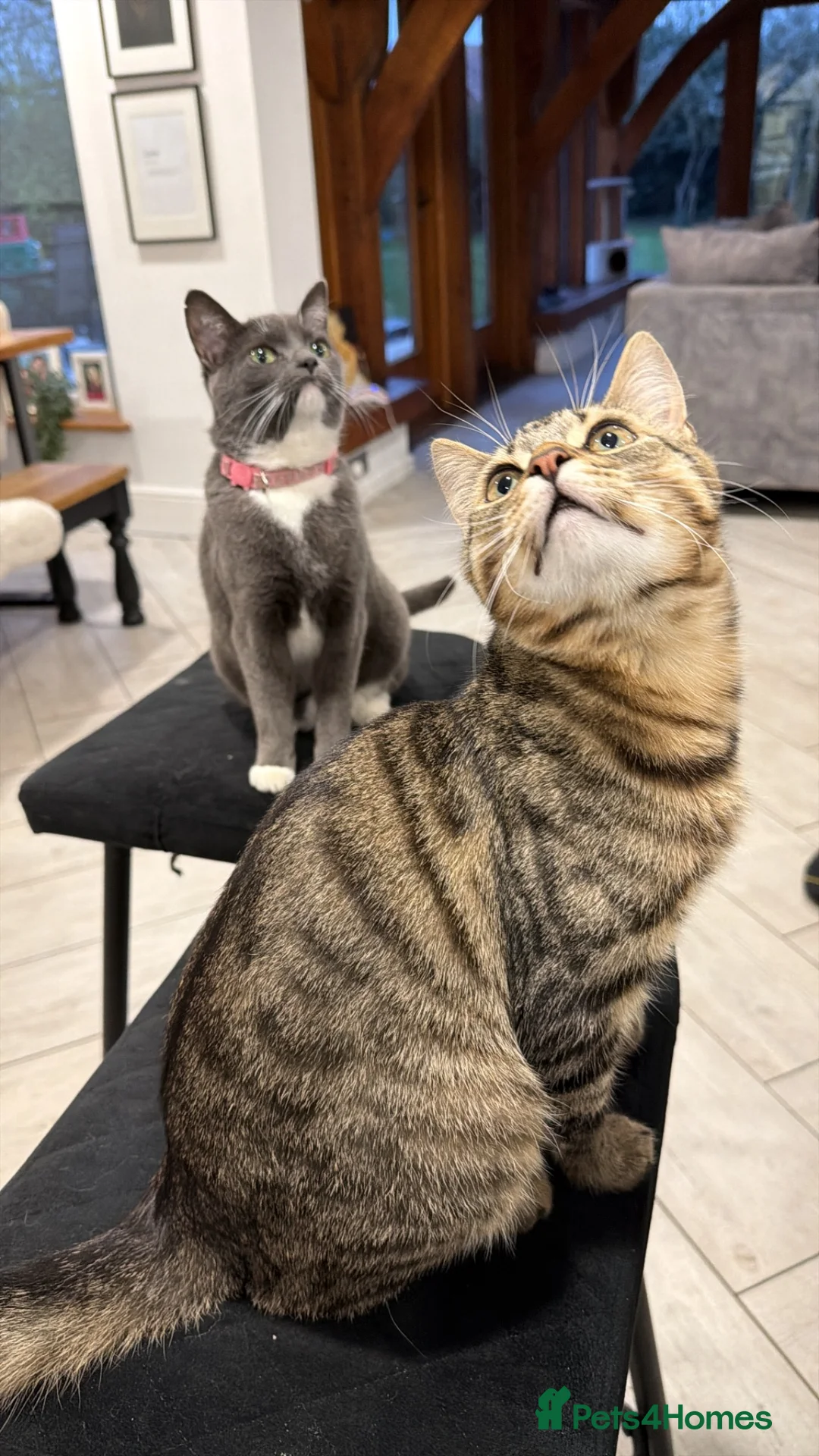 Domestic Shorthair cats for sale: Kittens for sale ❤️ in Grantham - Advert 1