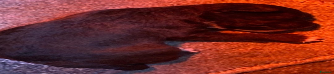 Jack Russell Puppy 5