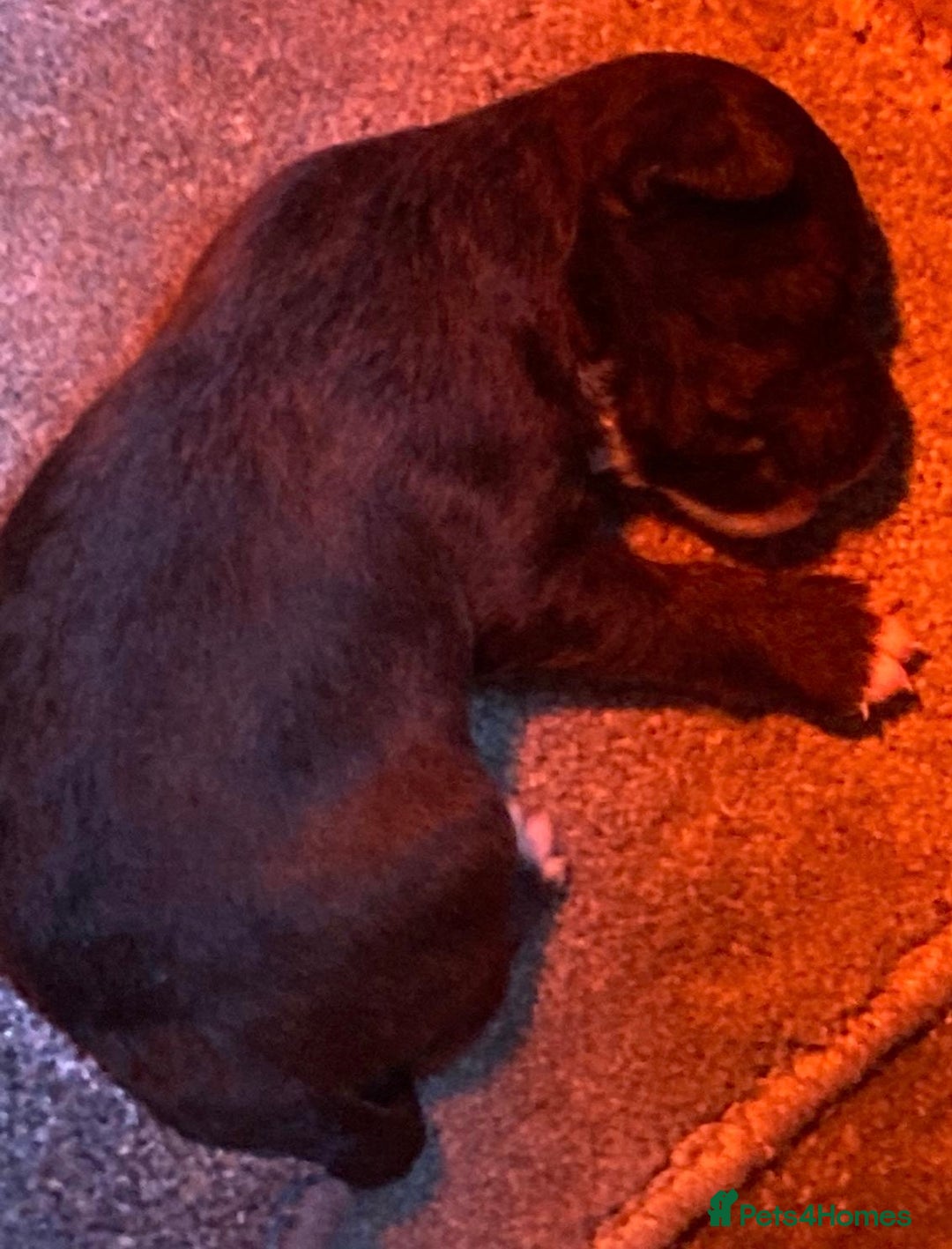 Jack Russell dogs for sale:  **  JACK RUSSELL PUPPIES - Image 6