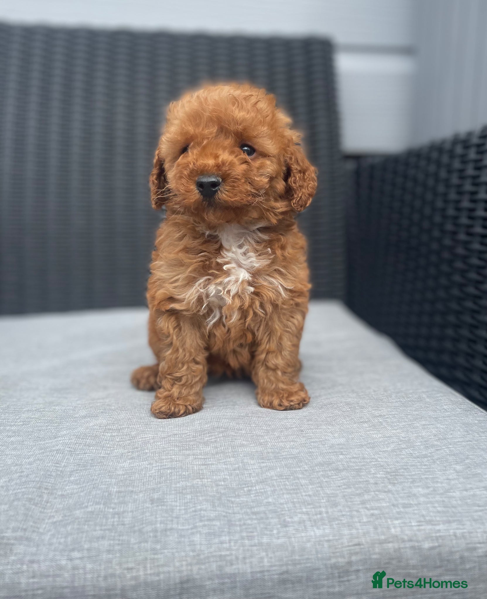 Cockapoo dogs beautiful Cockapoos ready Thursday 🥰❤️ - Advert 2
