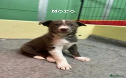 Border Collie dogs for sale: Fully health tested lilac and white kcreg puppies  - Image 4